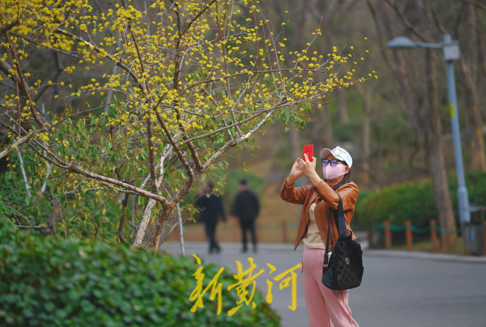 泉城公园茱萸花开，恰是一年春好处